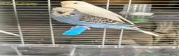 Budgerigars birds for sale: Baby budgies for sale  - Advert 1