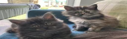 Maine Coon cats for sale: TICA - Only 1 stunning Maine coon girl left - Advert 14