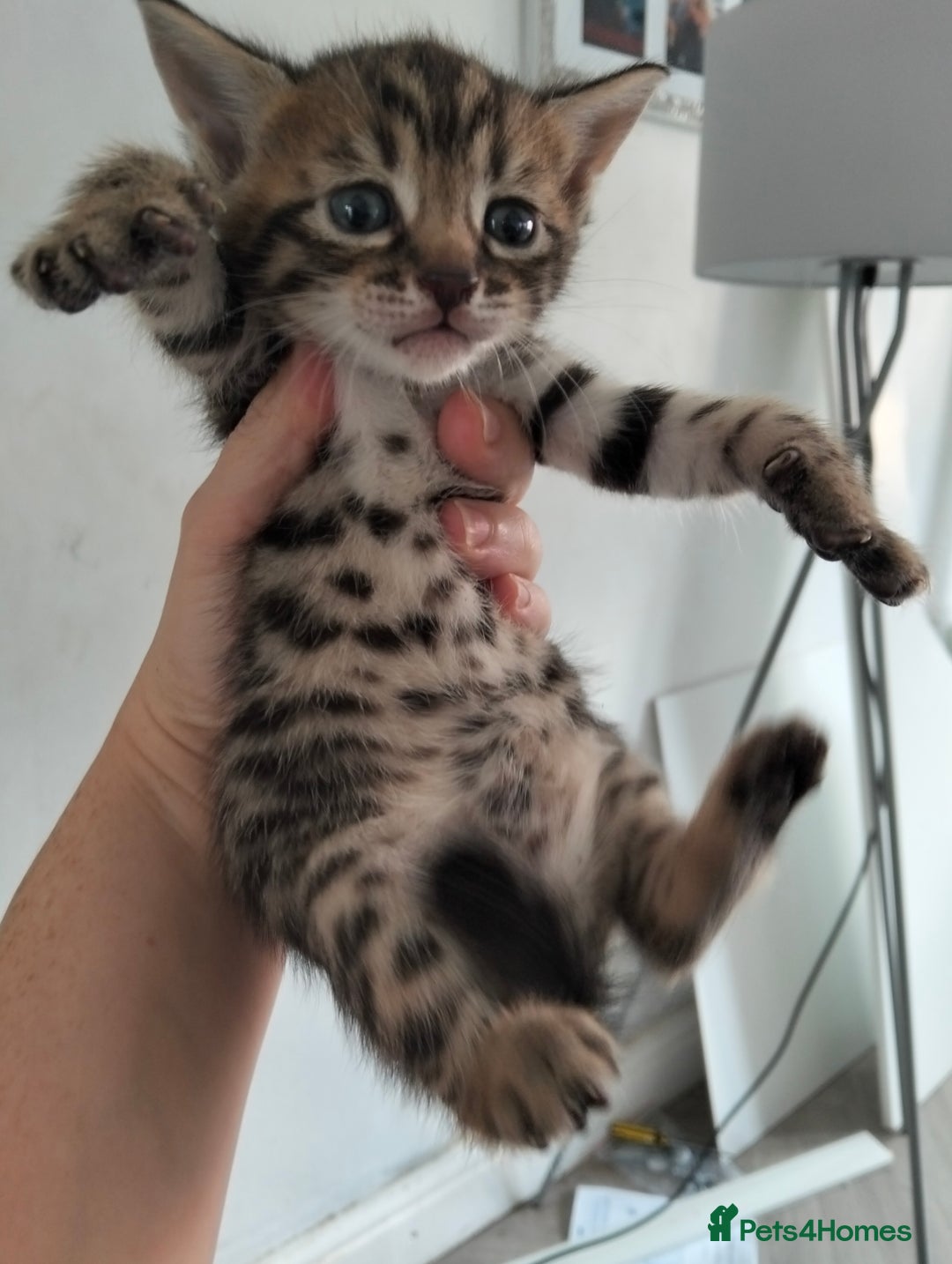 Bengal cats for sale: Pure bengals - Image 1