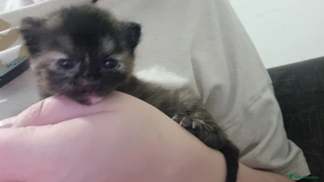 Mixed Breed cats for sale: X2 girl cats  - Advert 10