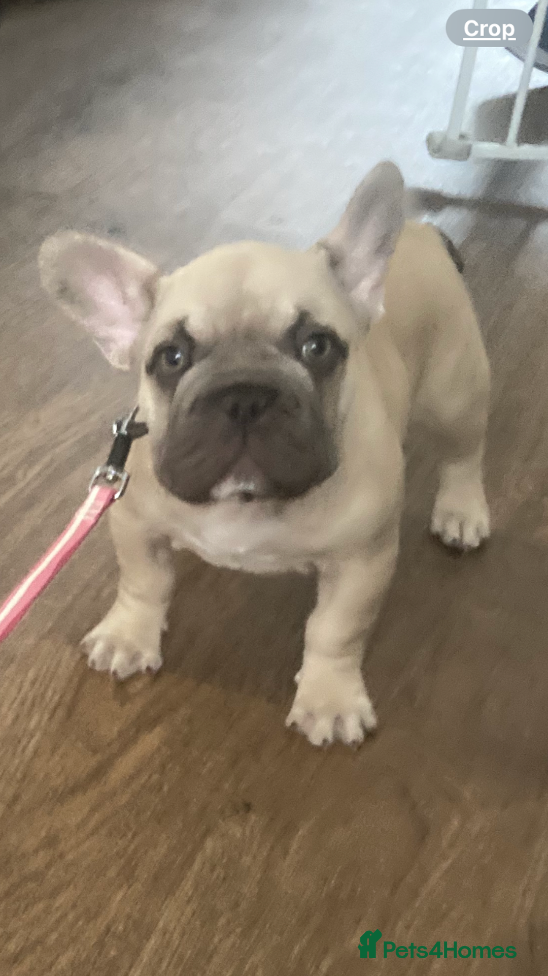French Bulldog dogs for sale: French bulldog  - Image 11