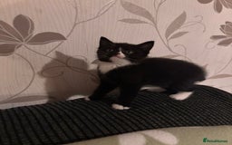 Mixed Breed cats for sale: Three long hair one short tuxedo kittens - Image 8