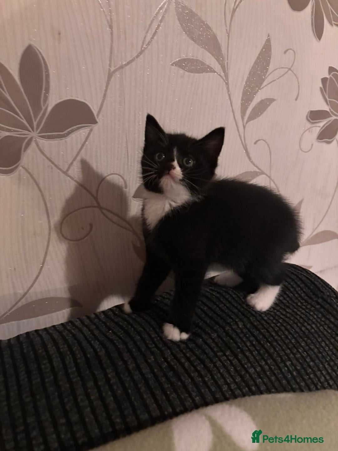 Mixed Breed cats for sale: Three long hair one short tuxedo kittens - Image 8
