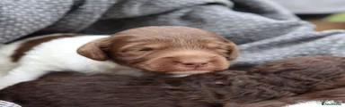 Labradoodle 3