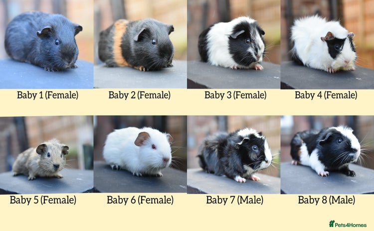 Guinea Pig rodents in Wigan - Advert 5