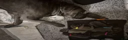 Cane Corso dogs for sale: Cane Corso Puppies - Advert 7