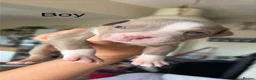 American Bully dogs for sale: American bully standard  - Advert 5