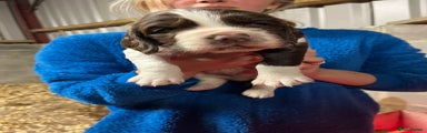 English Springer Spaniel Puppy 3