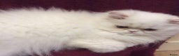 Persian cats for sale: White Persian Male Kitten - Advert 5