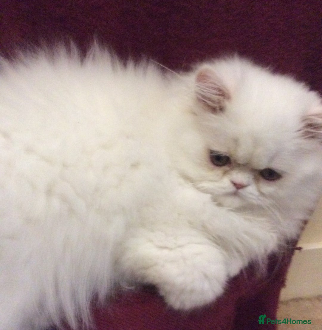 Persian cats for sale: White Persian Male Kitten - Advert 5