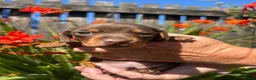 Miniature Dachshund dogs for sale: Beautiful mini dachshund puppies - Advert 2