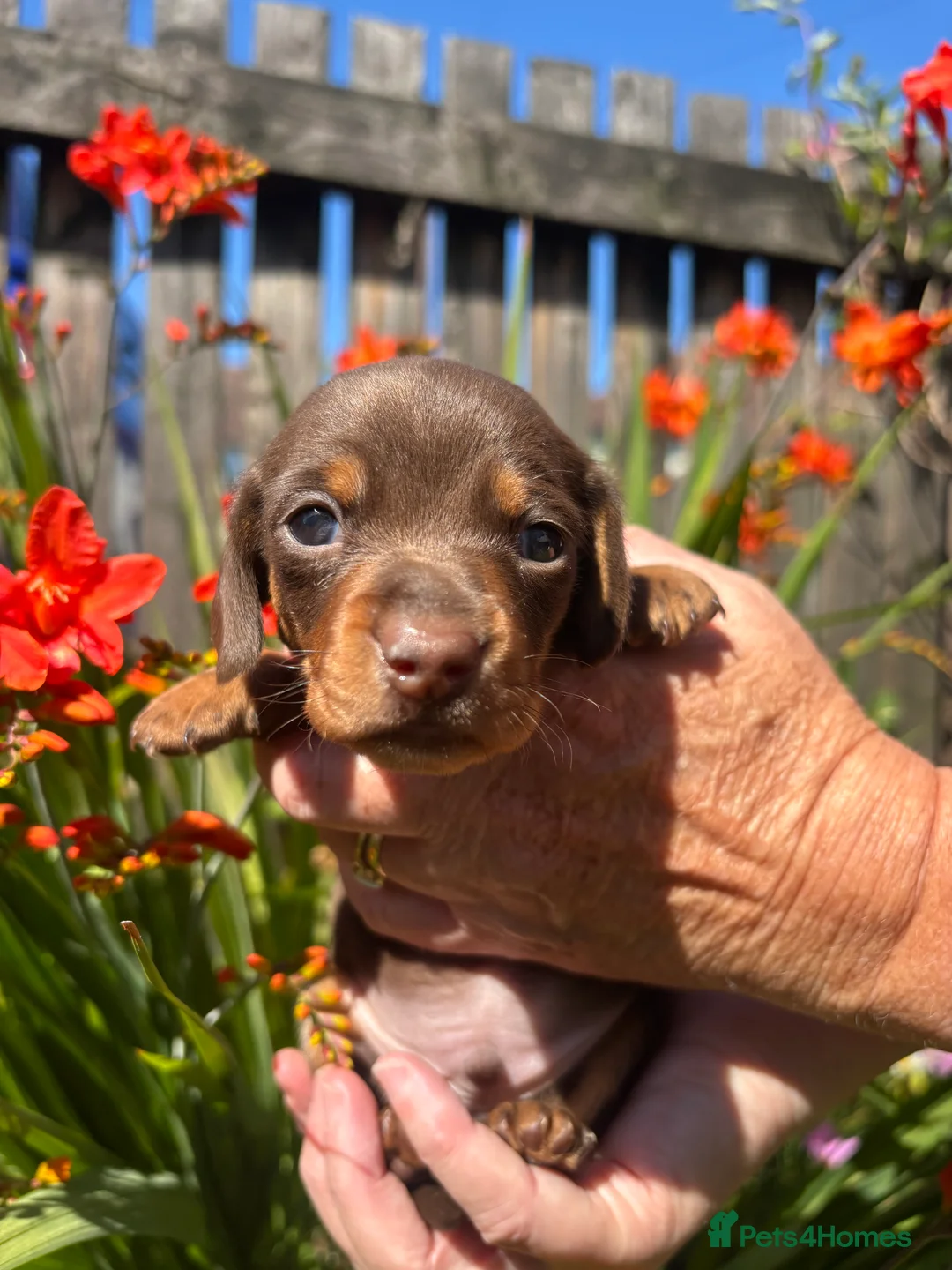 Miniature Dachshund dogs for sale: Beautiful mini dachshund puppies - Advert 2