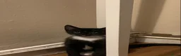 Mixed Breed cats for sale: 2 boy kittens - Advert 2
