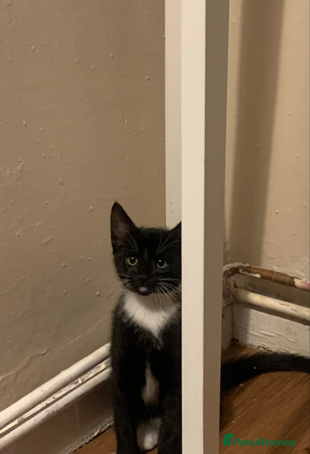 Mixed Breed cats for sale: 2 boy kittens - Advert 2