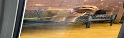 Goldendoodle dogs for sale: 8 month old Goldendoodle  - Advert 9
