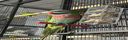 Parakeets birds for sale: 18 month old moustache parakeet - Advert 1
