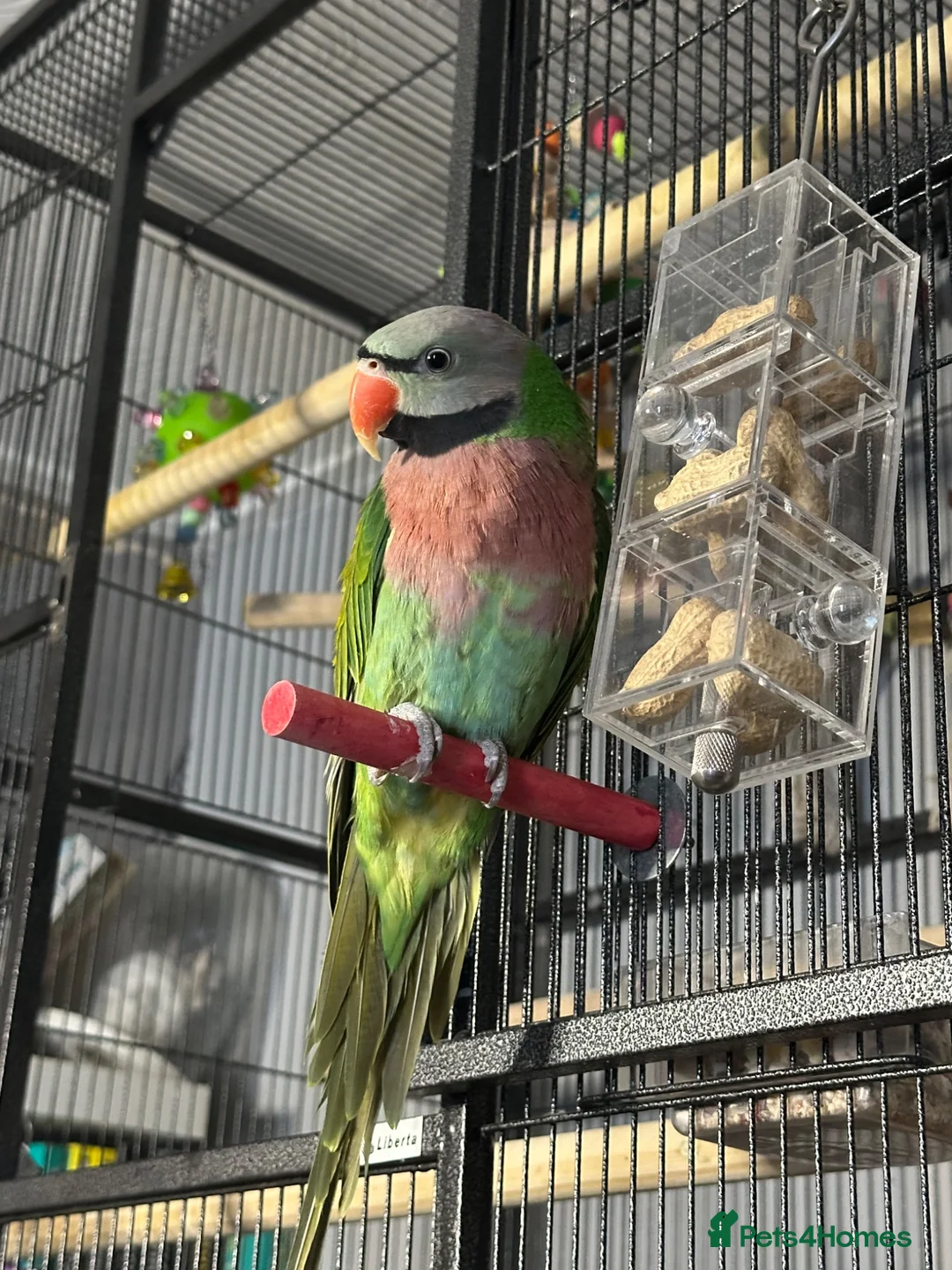Parakeets birds for sale: 18 month old moustache parakeet - Advert 1