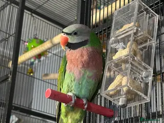 Parakeets birds 18 month old moustache parakeet - Advert 1