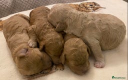 Cavapoo dogs for sale: Gorgeous Teddybear Cavapoo Puppies health checked  - Advert 20