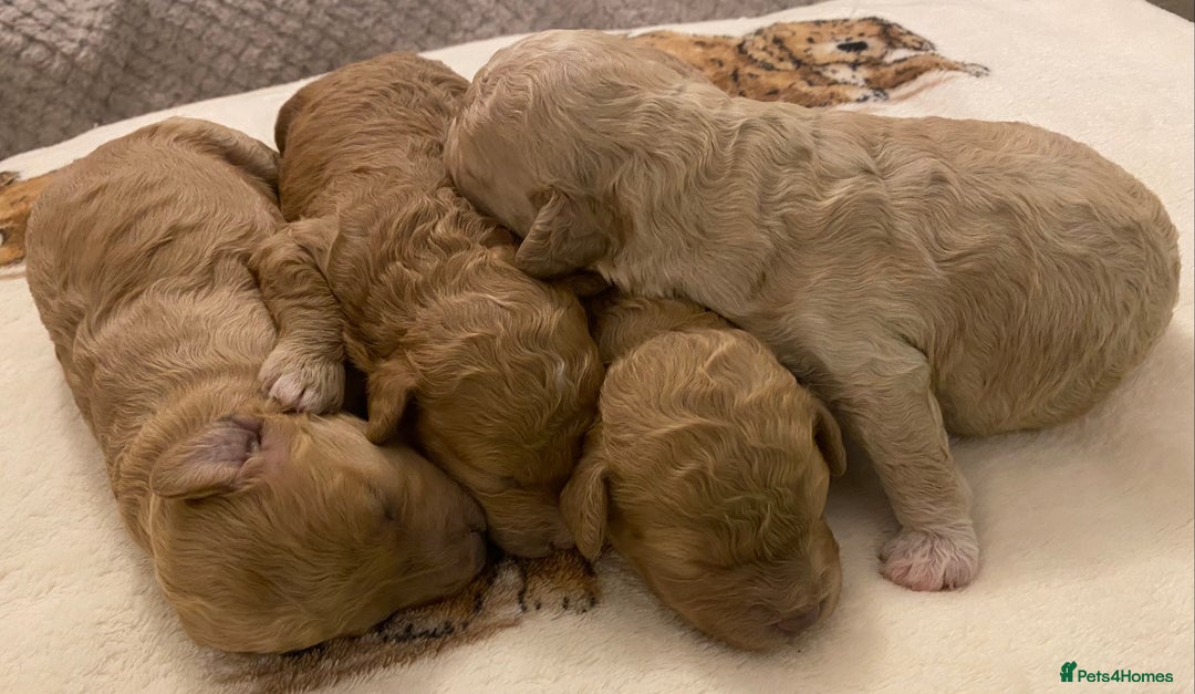 Cavapoo dogs for sale: Gorgeous Teddybear Cavapoo Puppies health checked  - Advert 20