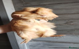 Guinea Pig rodents for sale: Pair of male guinea pigs so beautiful  - Image 9