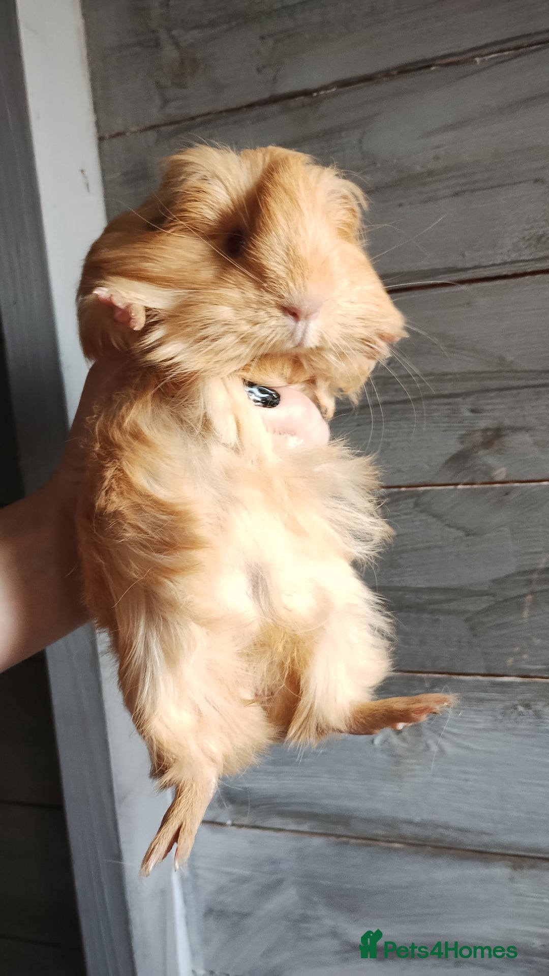 Guinea Pig rodents for sale: Pair of male guinea pigs so beautiful  - Image 9