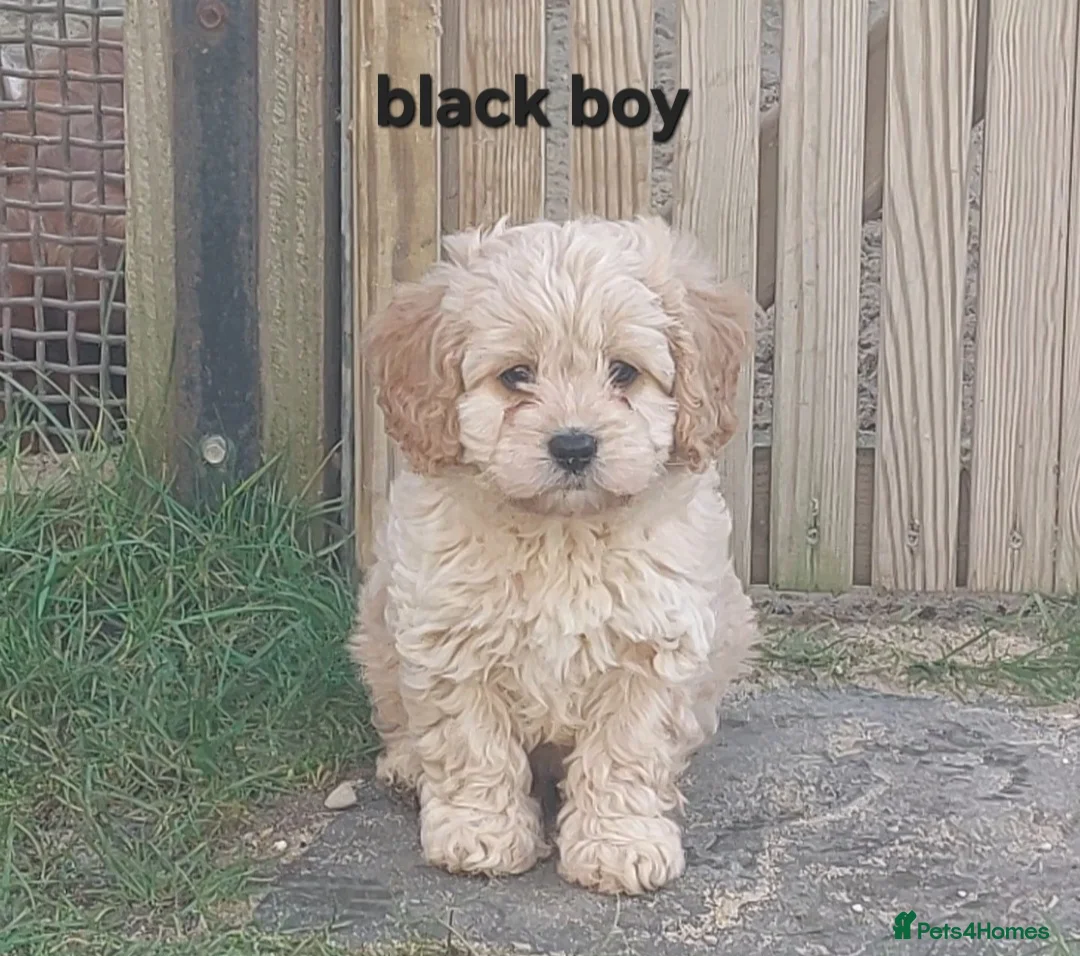 Cavapoo dogs for sale: Beautiful F1 Cavapoo's  - Advert 1