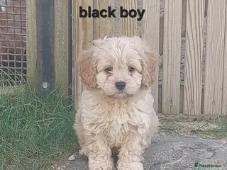 Cavapoo dogs Beautiful F1 Cavapoo's - Advert 3