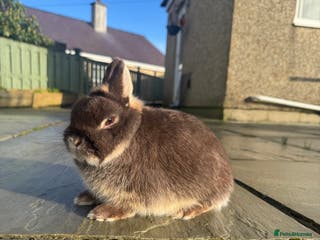Netherland Dwarf rabbits 2 Netherland Dwarf for sale - Advert 18