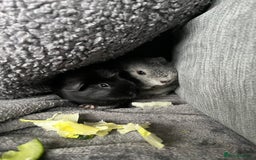 Guinea Pig rodents for sale: 2 Boy guinea pigs - Image 7