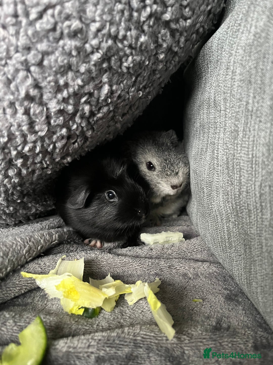 Guinea Pig rodents for sale: 2 Boy guinea pigs - Image 7