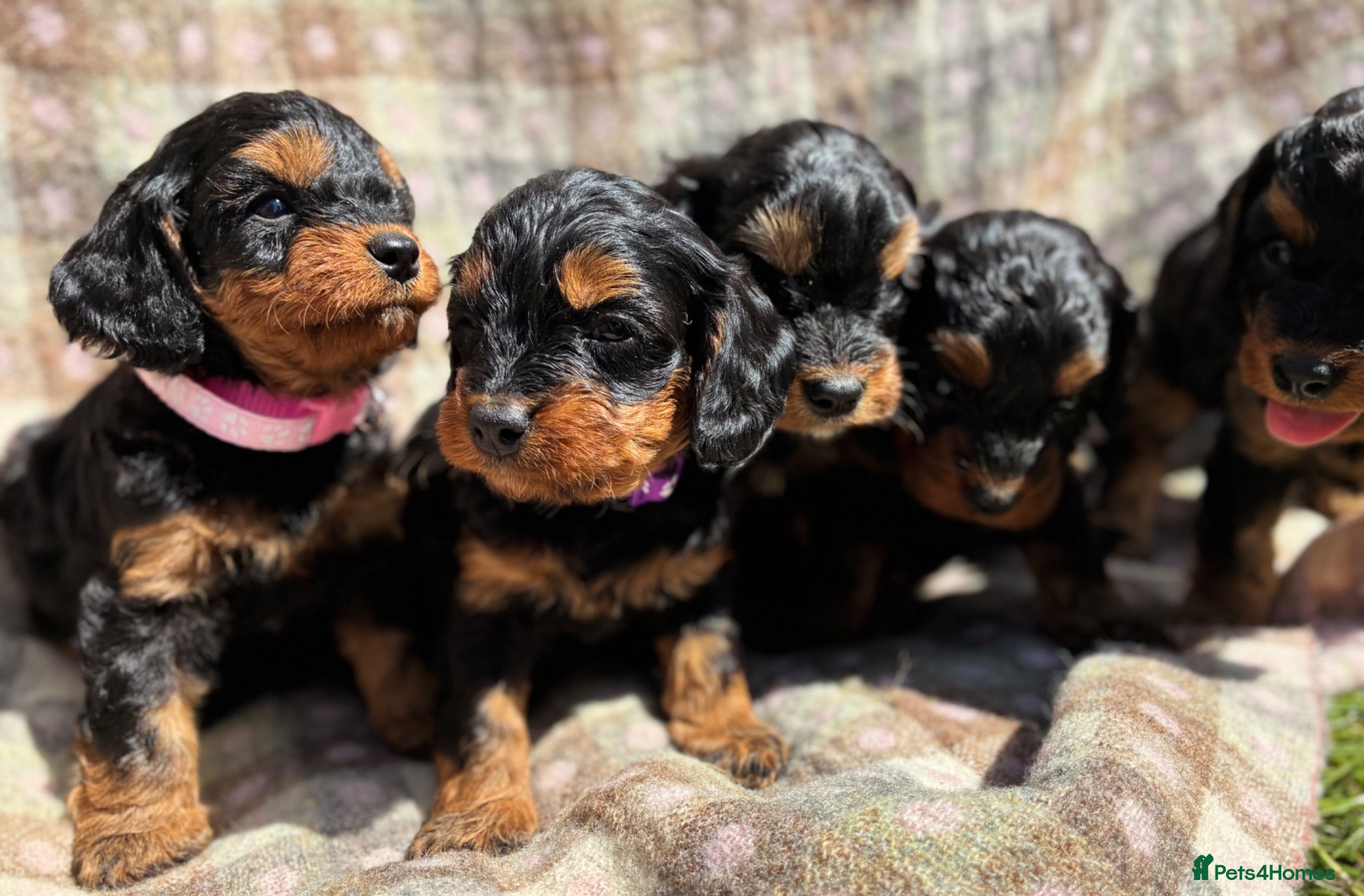 Cavapoo dogs Black and Tan Cavapoos - Advert 1