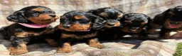Cavapoo dogs for sale: Black and Tan Cavapoos - Advert 4