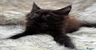 Maine Coon cats - Advert 5