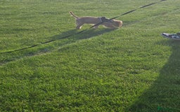 Cockapoo dogs for sale: Cockerpoo  - Image 29