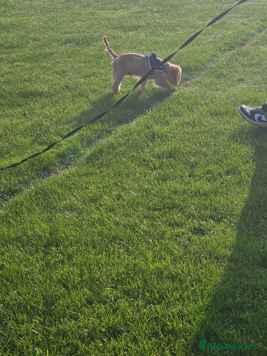 Cockapoo dogs for sale: Cockerpoo  - Image 29