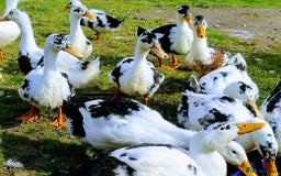 Ducks poultry for sale: Ducklings (cayuga,khaki Campbell,Magpie,call) - Advert 3