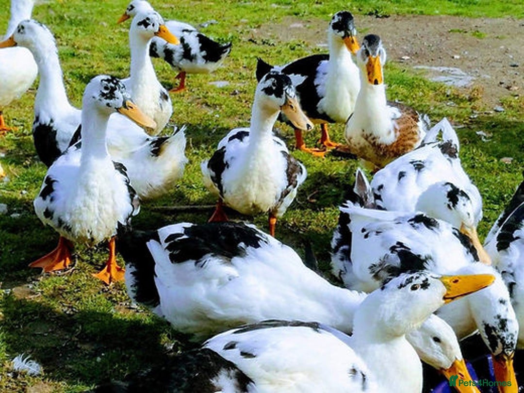 Ducks poultry for sale: Ducklings (cayuga,khaki Campbell,Magpie,call) - Advert 3
