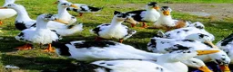 Ducks poultry for sale: Ducklings (cayuga,khaki Campbell,Magpie,call) - Advert 3