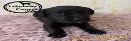 Labrador Retriever dogs for sale: 🖤 RKC Registered Black Labrador GIRLS 🖤 - Advert 18