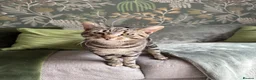 British Shorthair cats for sale: Lovely male tabby - Advert 3