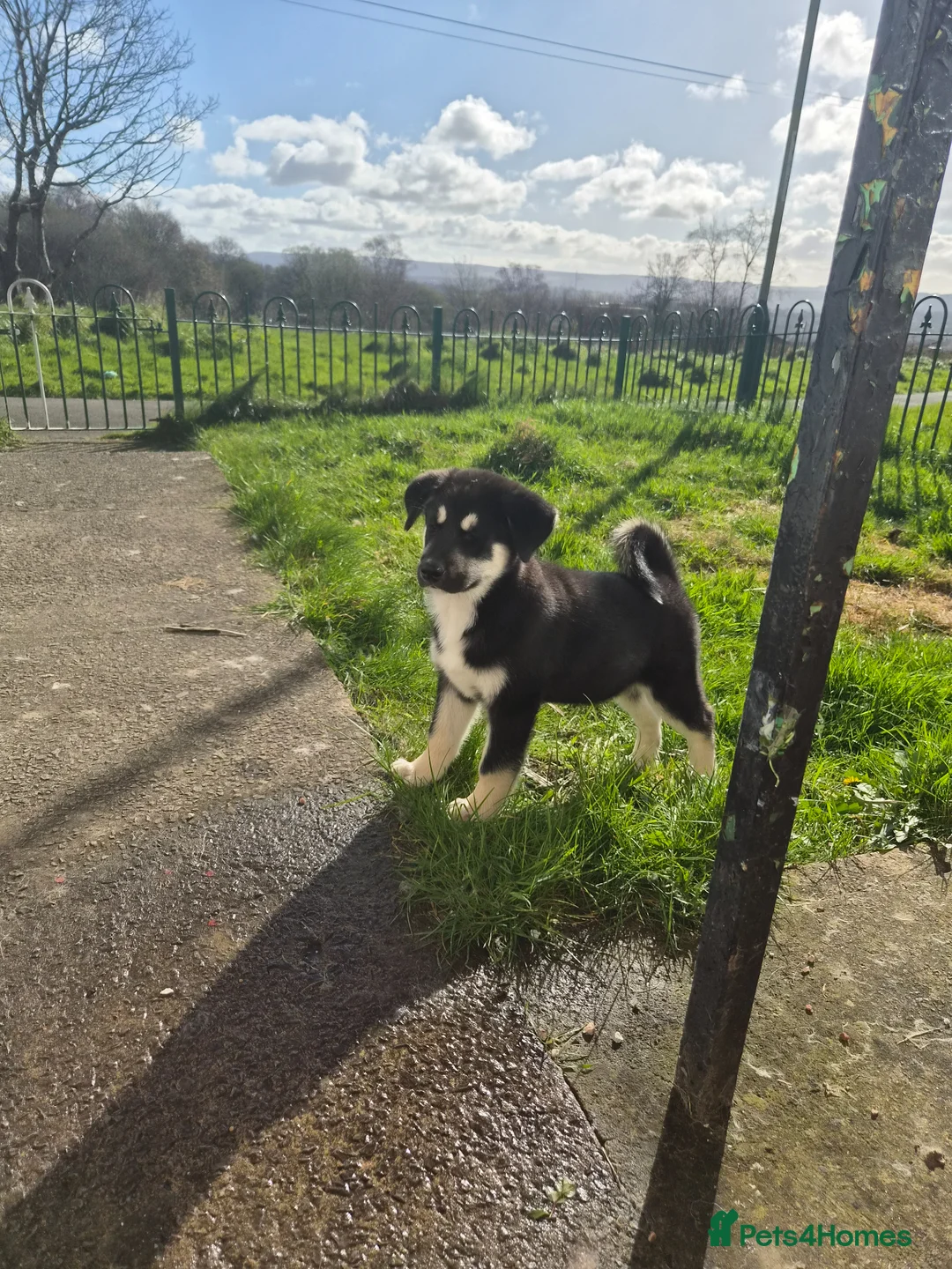 Huskita dogs for sale: Last pup of the litter Huskita - Advert 2