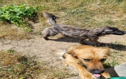 Mixed Breed dogs for adoption: 🆘‼️AT RISK OF BEING EUTHANISED! - Image 5