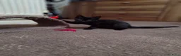 Mixed Breed cats for sale: Kitten are looking for forever home. - Advert 3