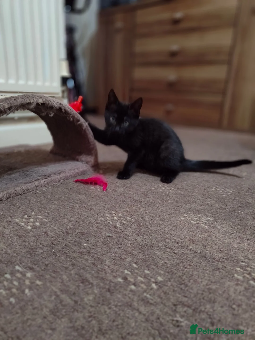 Mixed Breed cats for sale: Kitten are looking for forever home. - Advert 3