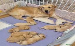 Golden Retriever dogs for sale: 🤍🧸 KC Pure Pedigree Home Raised GR Puppies - Image 1