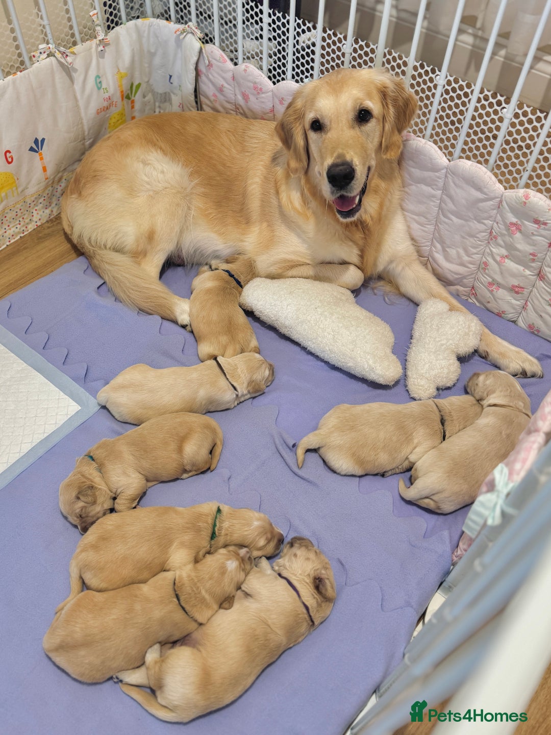 Golden Retriever dogs for sale: 🤍🧸 KC Pure Pedigree Home Raised GR Puppies - Image 1