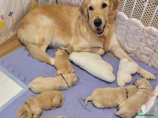 Golden Retriever dogs - Advert 1