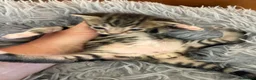 Bengal cats for sale: Beautiful half Bengal kittens - Advert 21