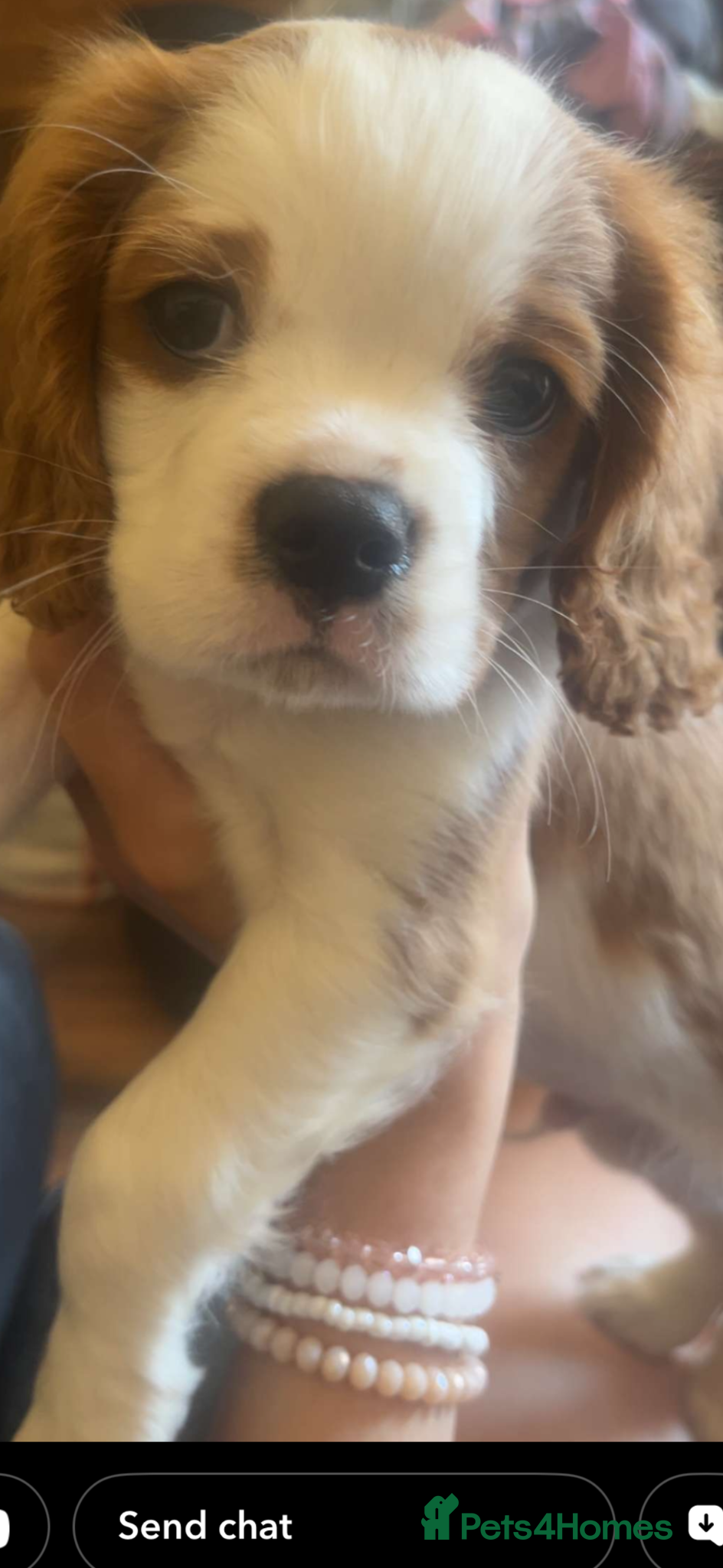 Cavalier King Charles Spaniel dogs Ready for there forvever homes ckcs kc registered  - Advert 1